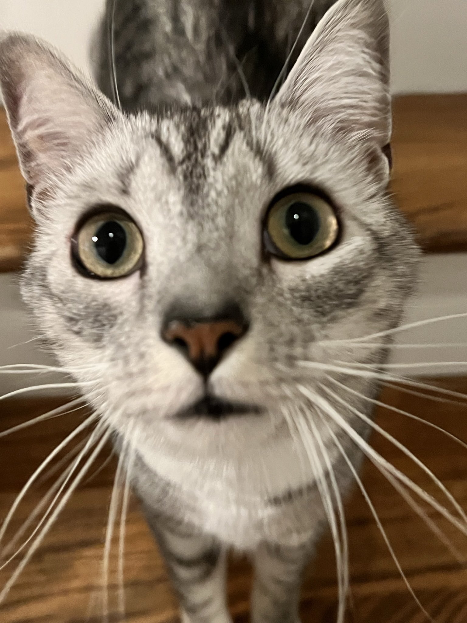 Foto do meu gato Romeo